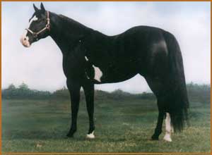 Takes Two - Standing for the 2003 Breeding Season